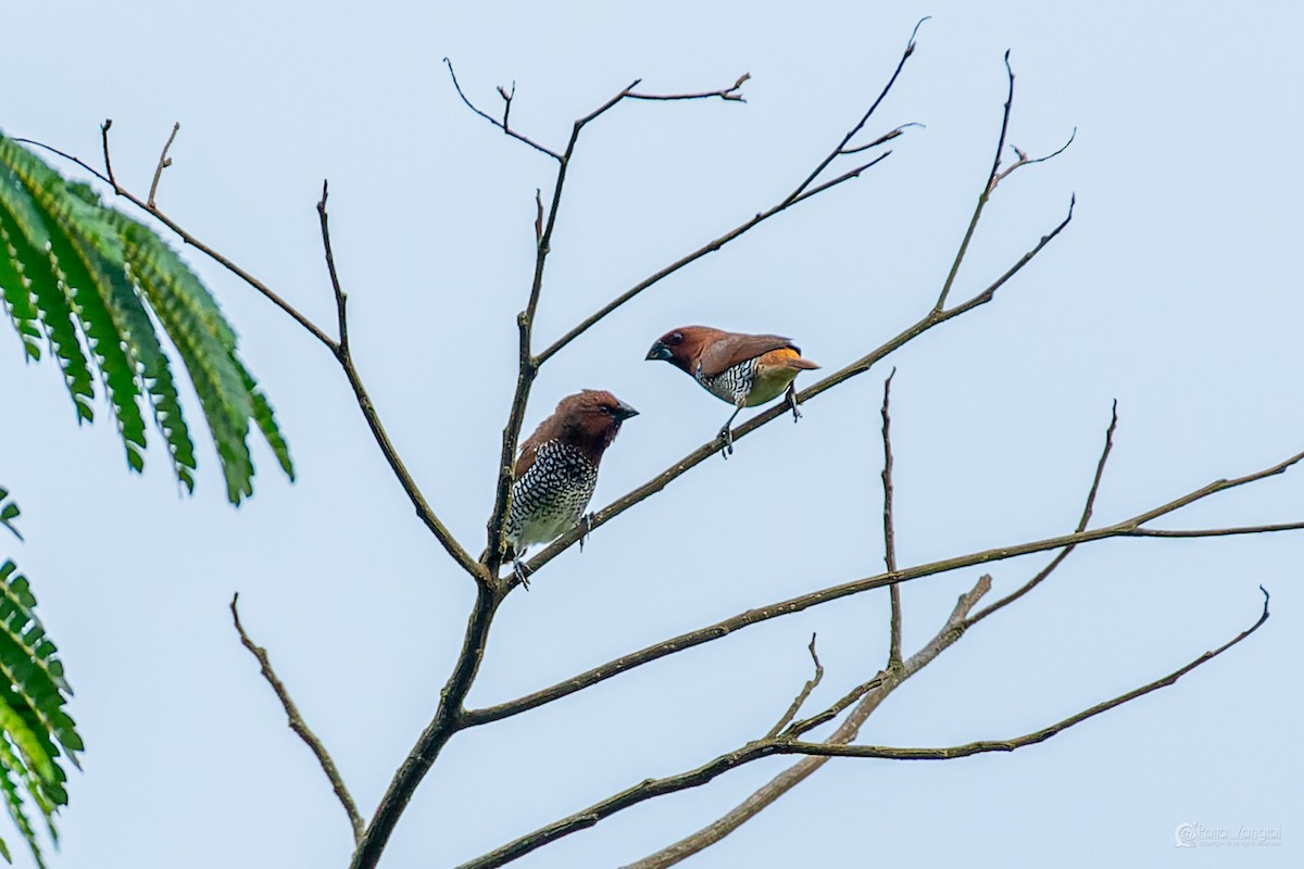 panenka muškátová - ML644307209