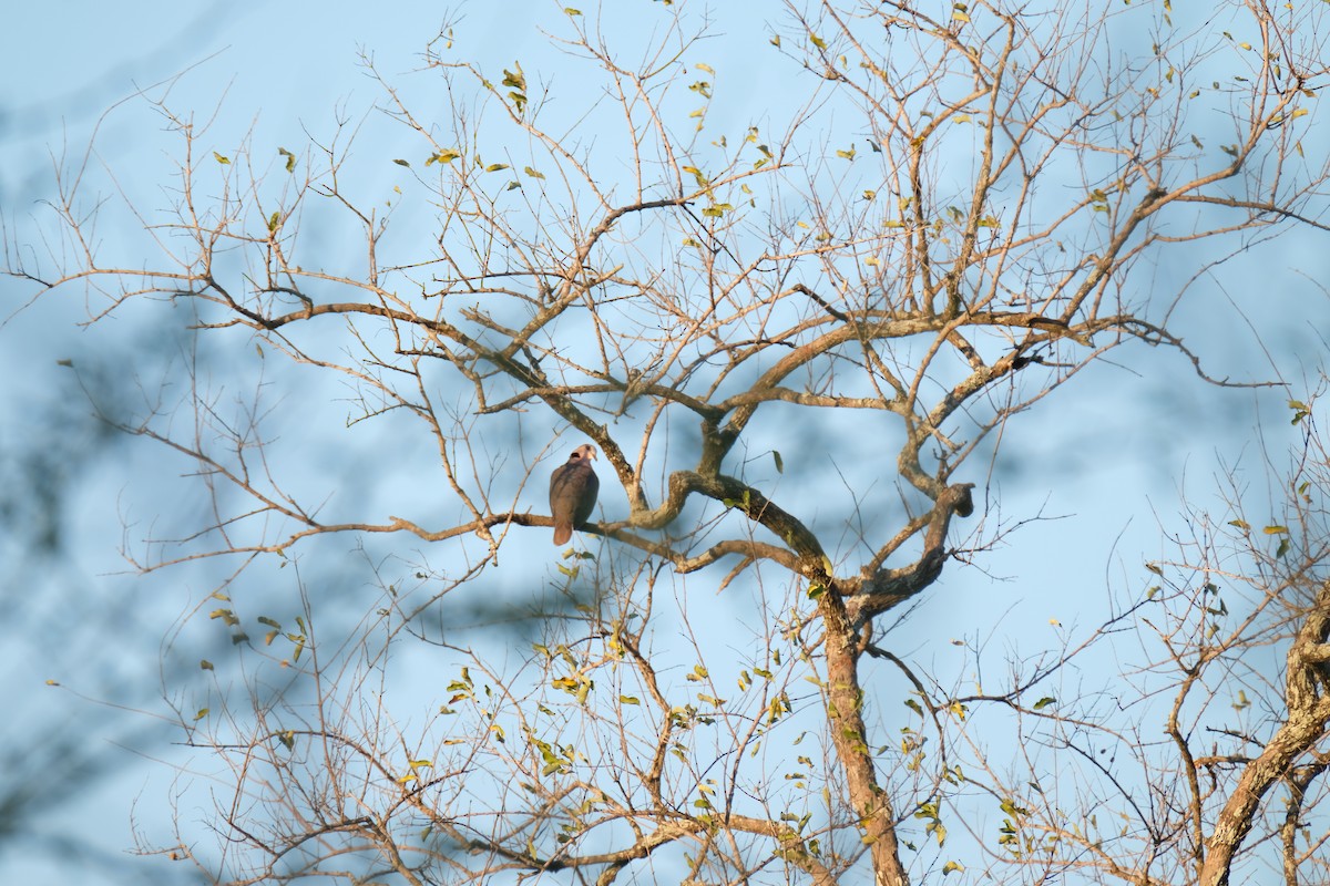 klagedue - ML644307211