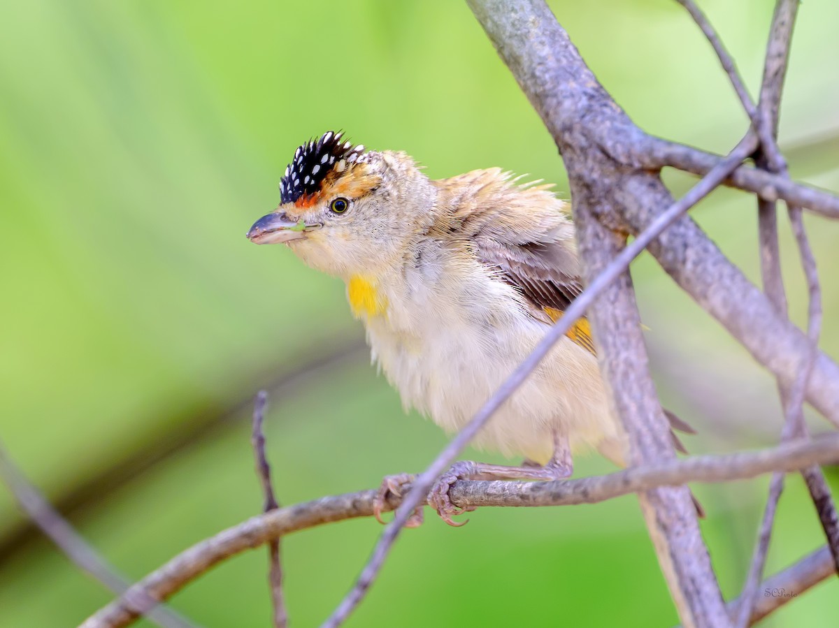 Red-browed Pardalote - ML644307217