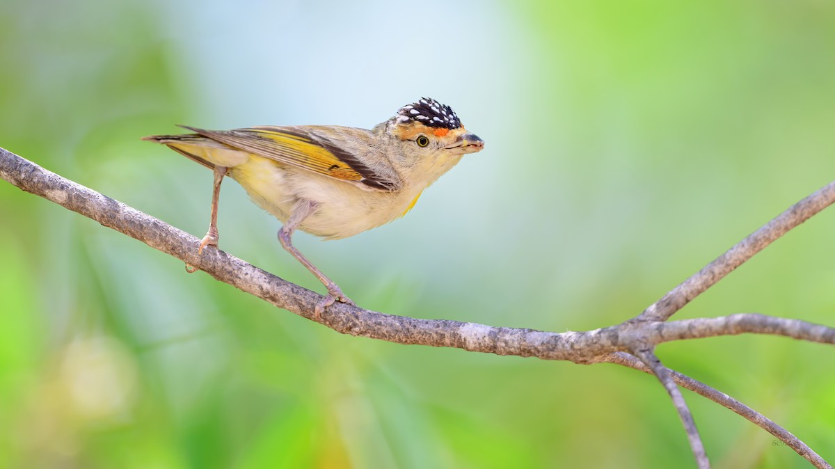 Red-browed Pardalote - ML644307218