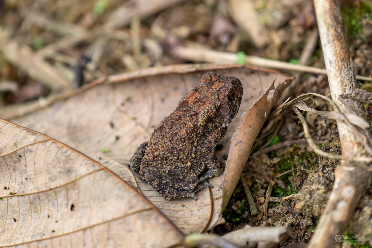 Animals - ML644307219