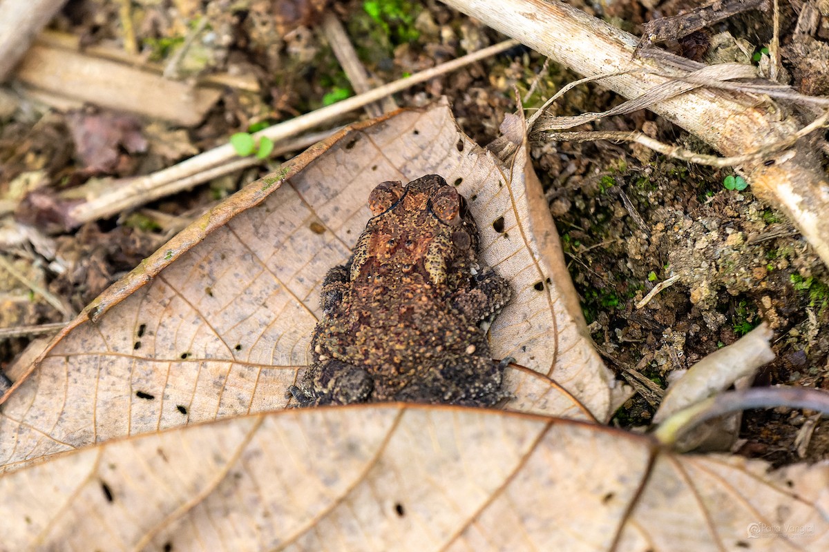 Animals - ML644307220