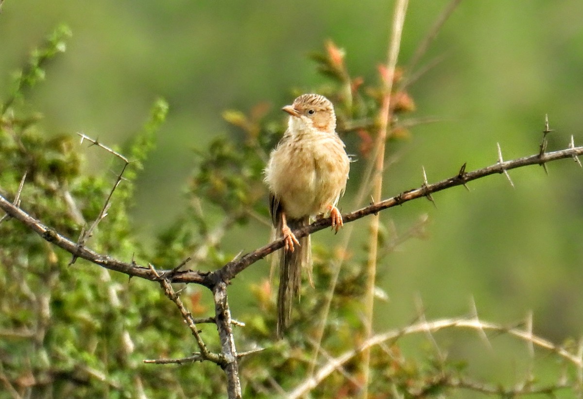 スジカブリヤブチメドリ - ML644307229