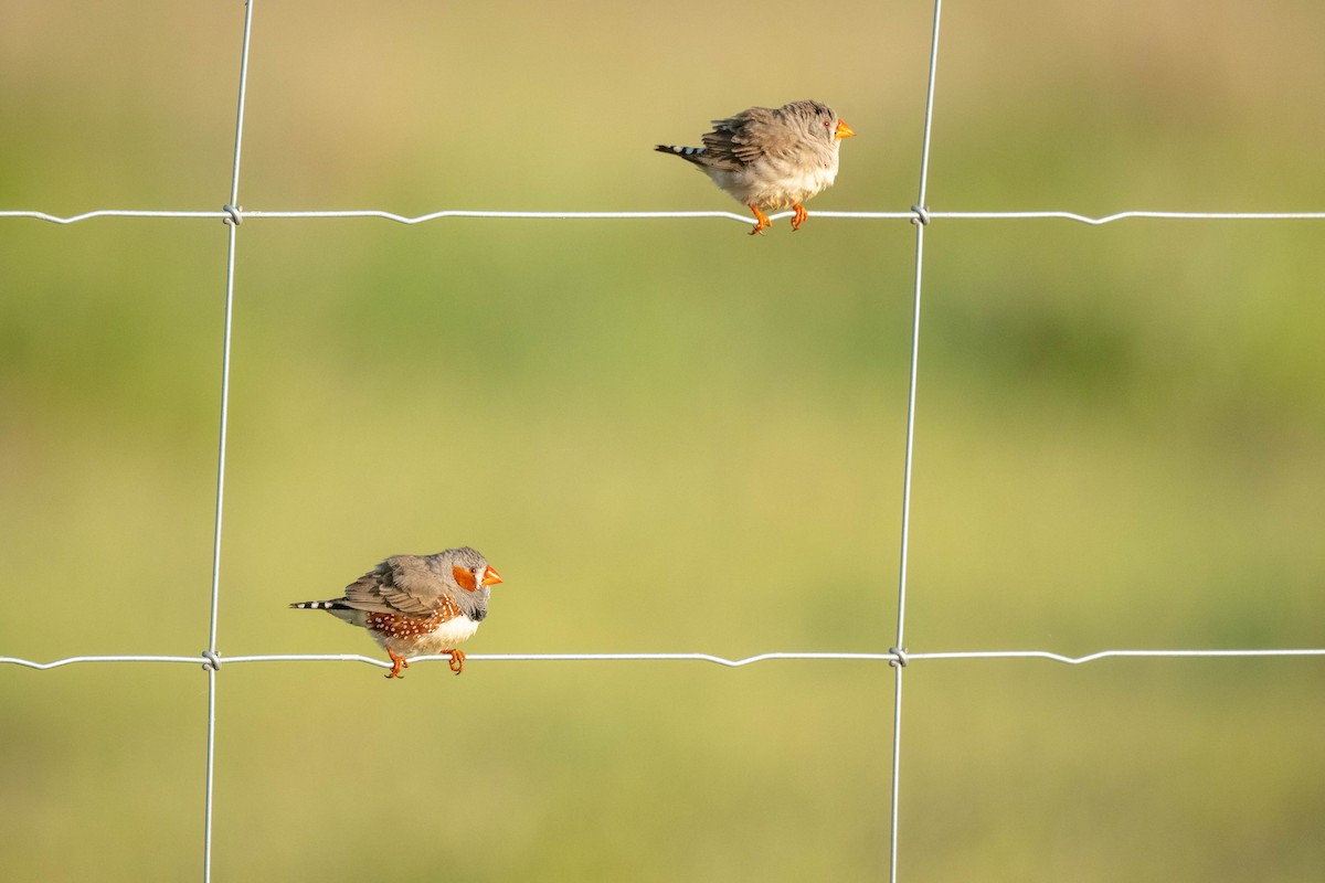 Zebra Finch (Australian) - ML644307237