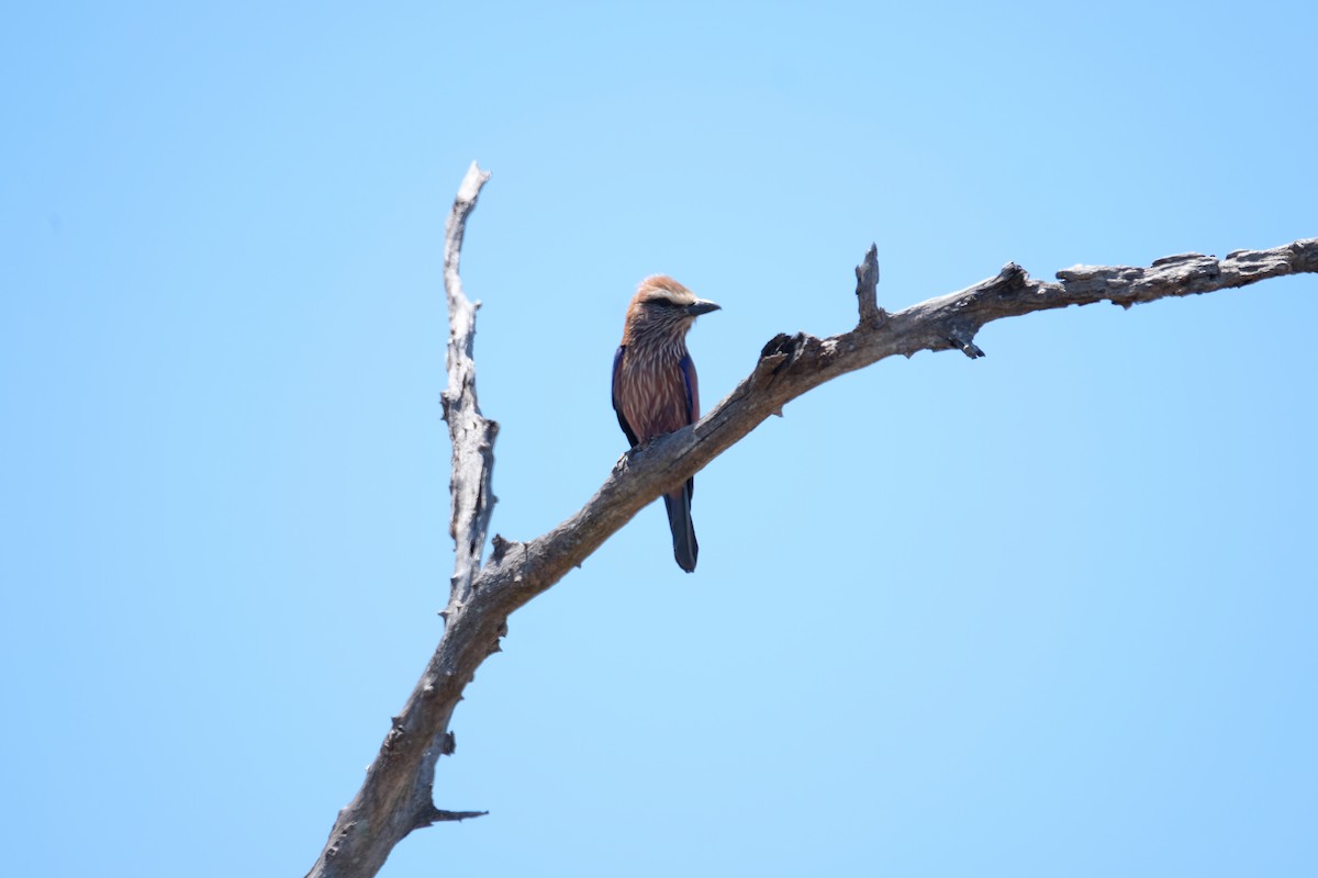 チャガシラニシブッポウソウ - ML644307241