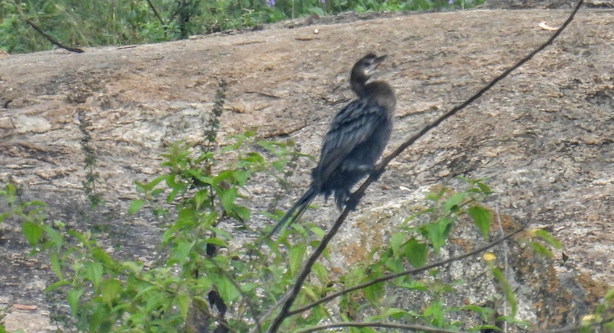 Little Cormorant - ML644307243