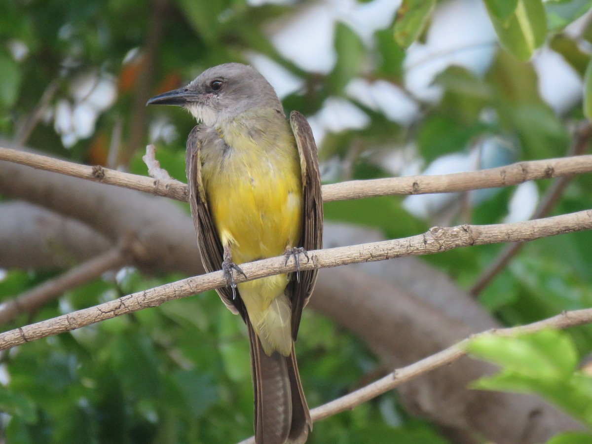 Tropical Kingbird - ML644307244