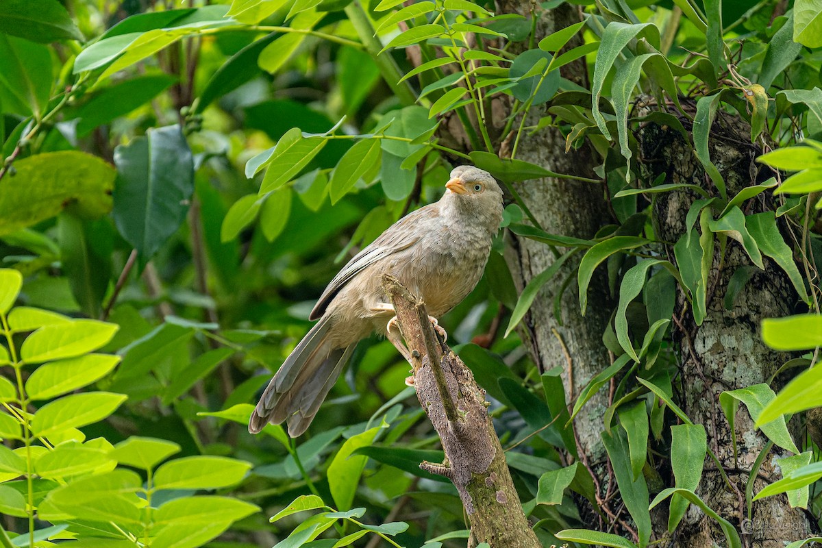 Yellow-billed Babbler - ML644307253