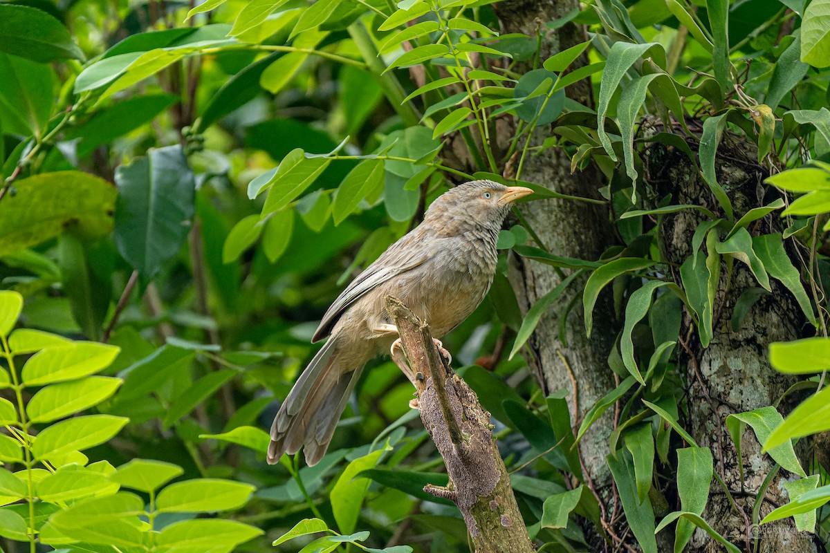 Yellow-billed Babbler - ML644307254