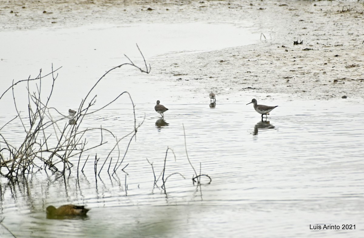 Greater Yellowlegs - ML644307260