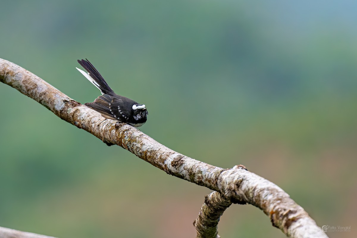 White-browed Fantail - ML644307265