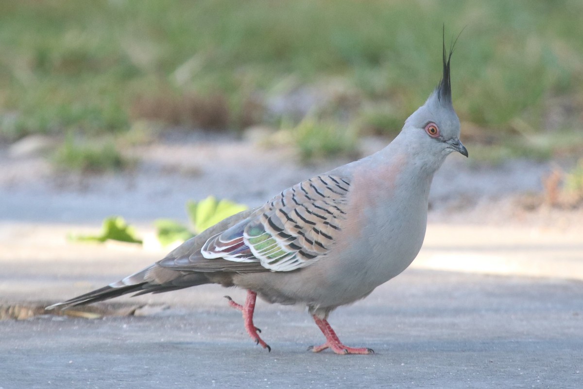 Хохлатый бронзовокрыл - ML644307268