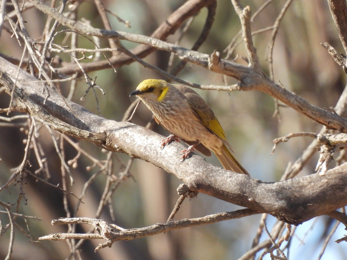 Yellow-plumed Honeyeater - ML644307270