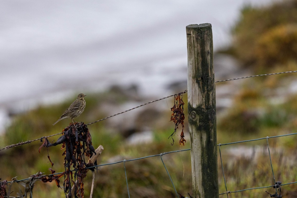 Rock Pipit - ML644307275