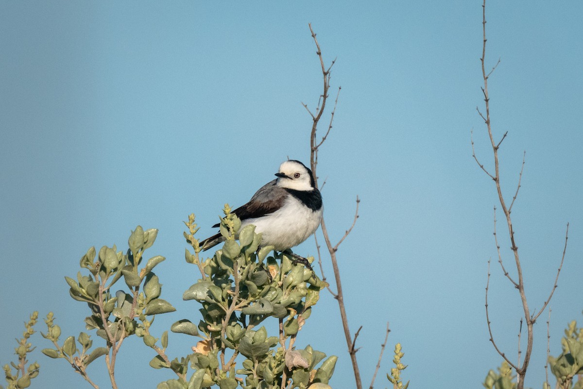 Alaca Çayır Balkuşu - ML644307276