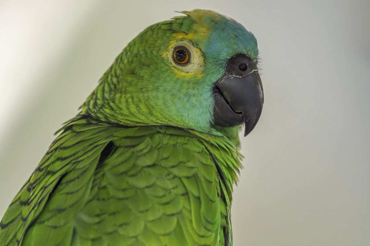 Orange-winged Amazon - ML644307277