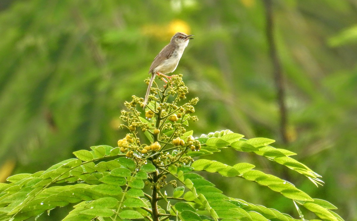 スジカブリヤブチメドリ - ML644307285