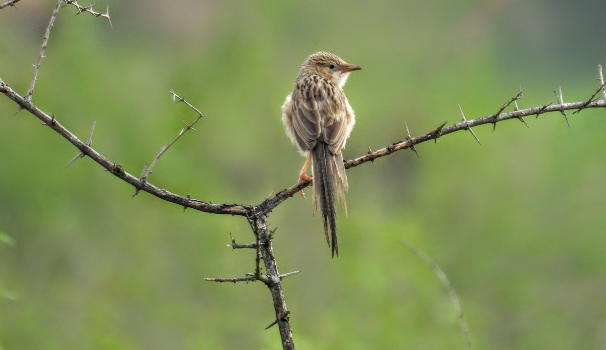 スジカブリヤブチメドリ - ML644307286