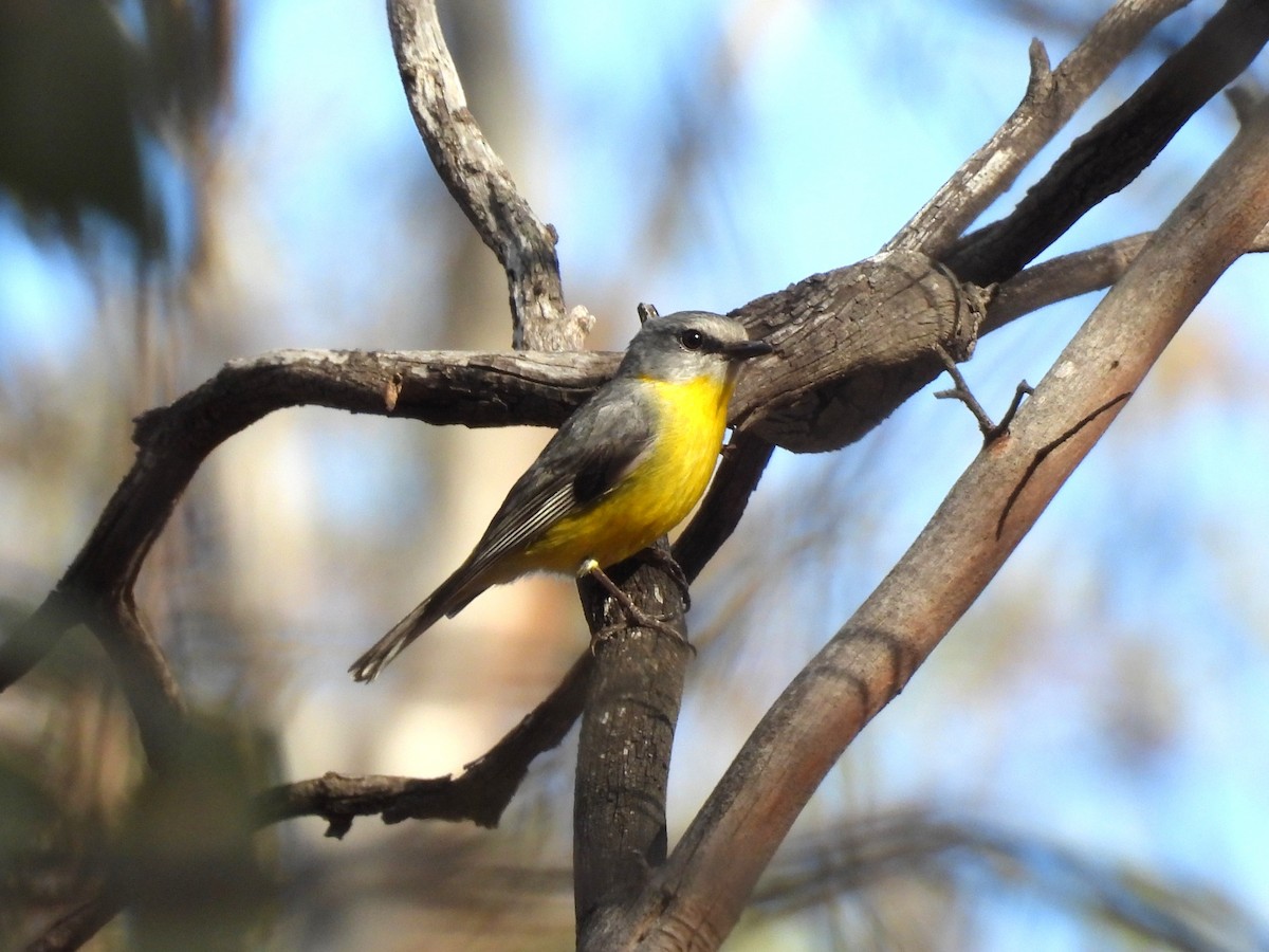 Doğulu Sarı Bülbül - ML644307301