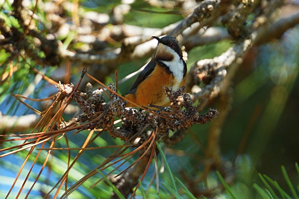 Picoespina Oriental - ML644307312