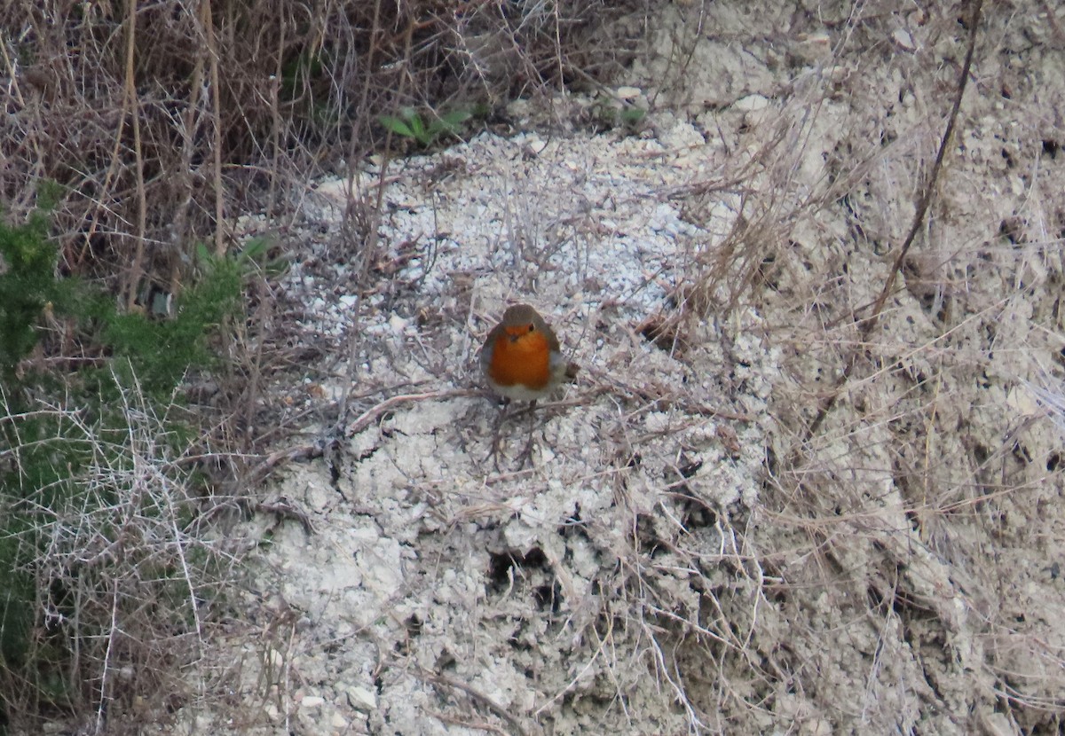 rødstrupe - ML644307313