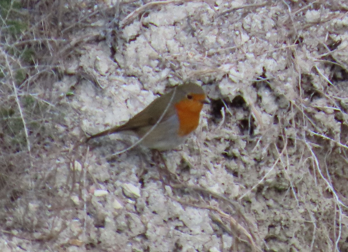 rødstrupe - ML644307315