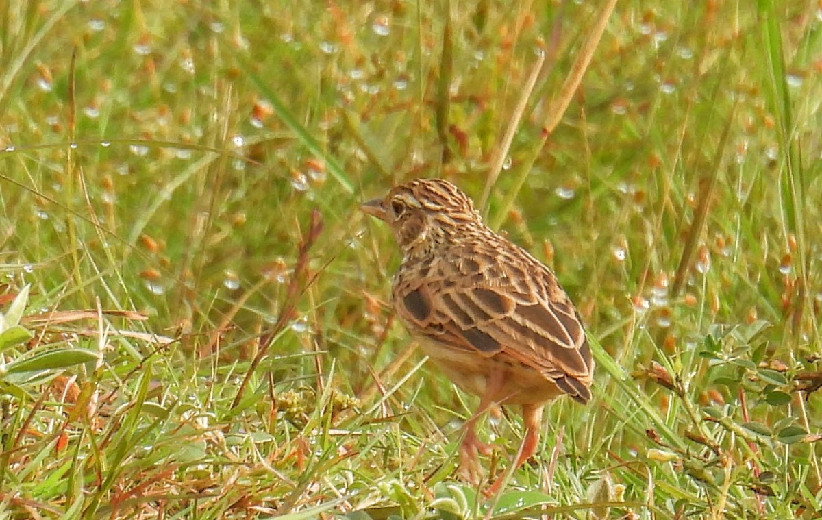 ghatslerke - ML644307316