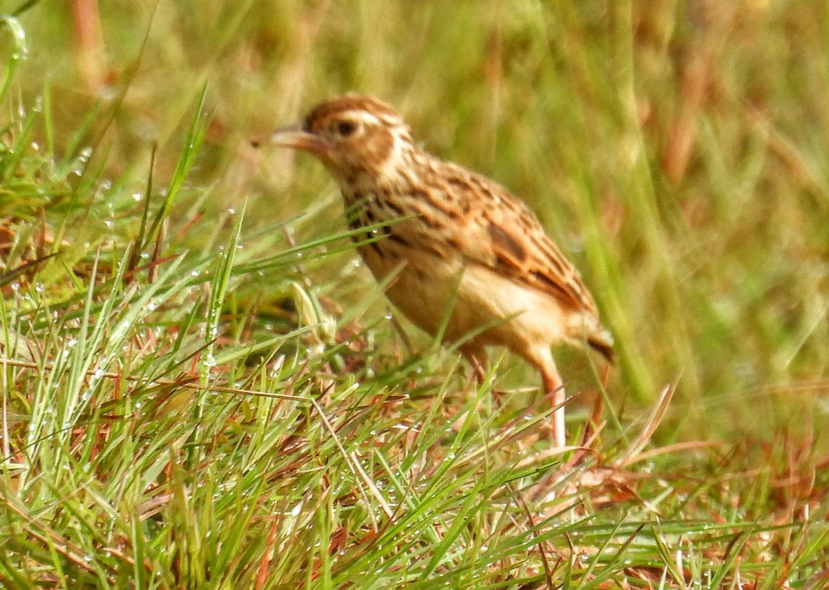 ghatslerke - ML644307317