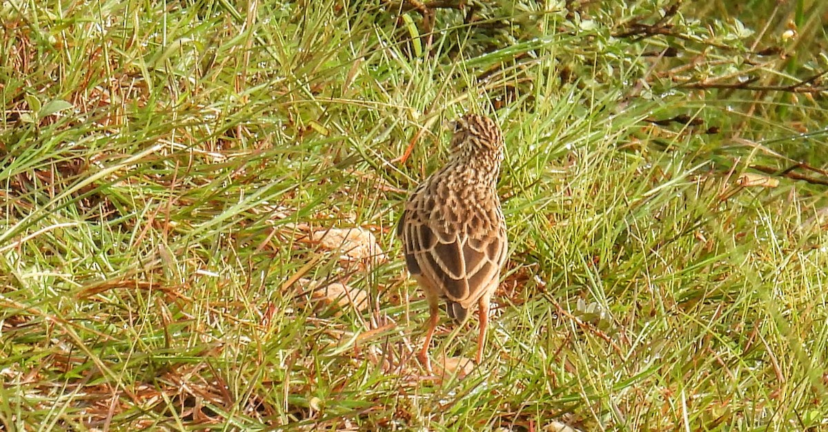 ghatslerke - ML644307318