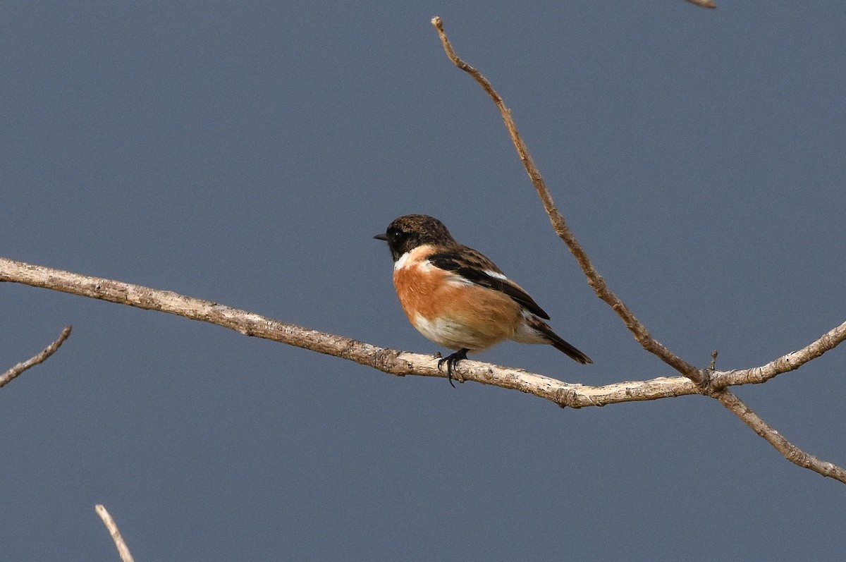 European Stonechat - ML644307320