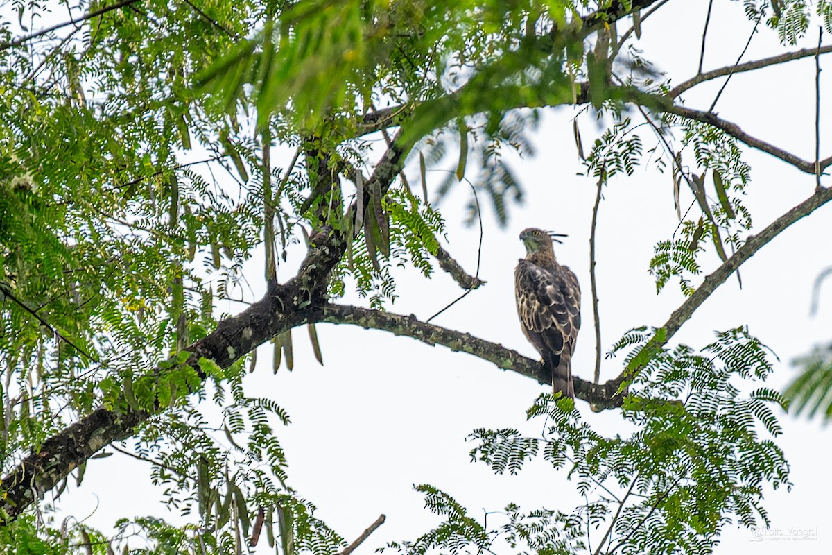 orel srílanský - ML644307323