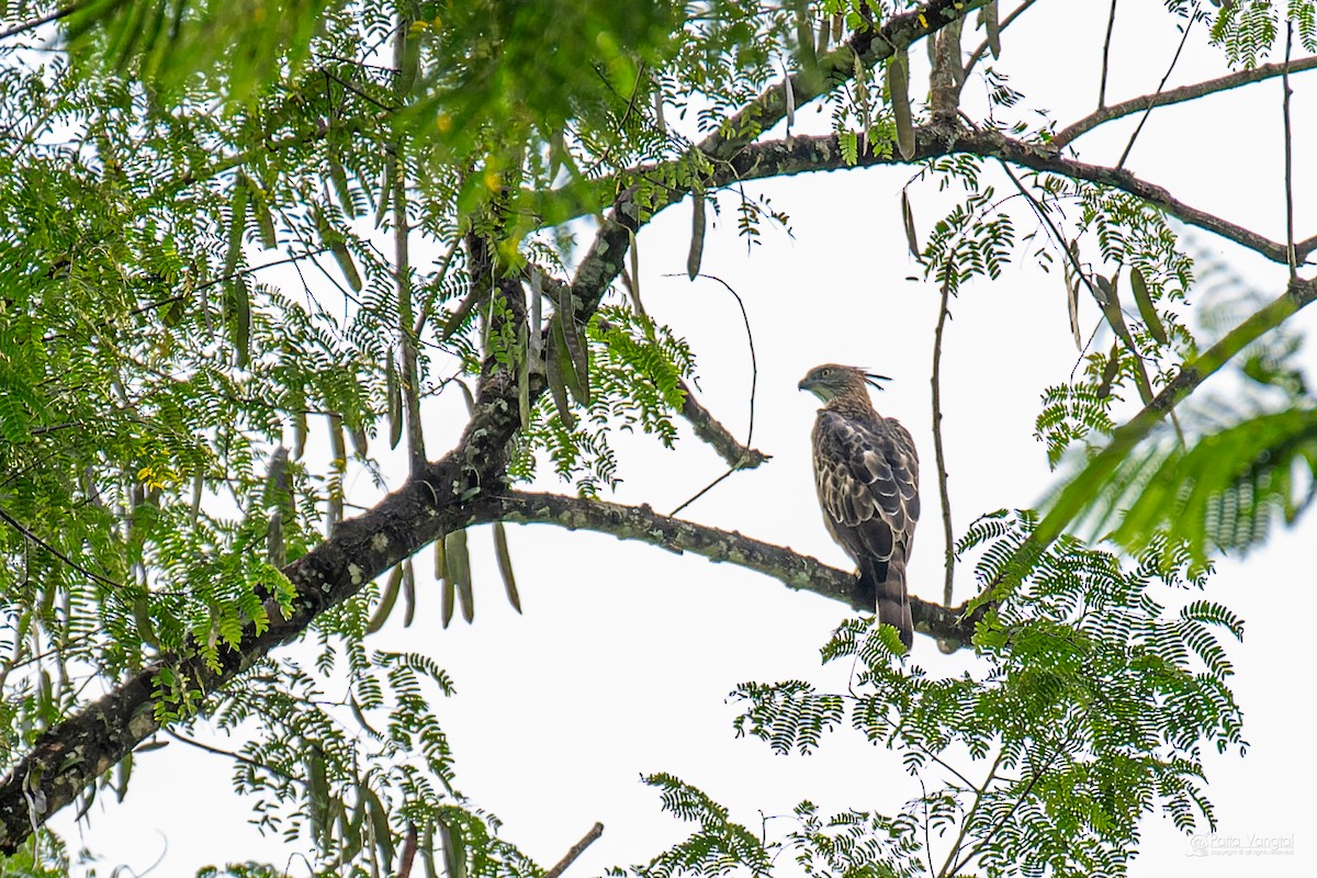 orel srílanský - ML644307324