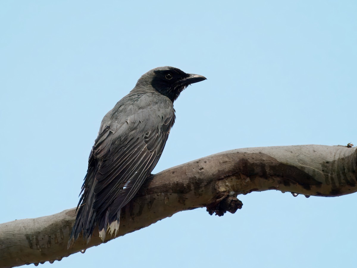 Black-faced Cuckooshrike - ML644307331