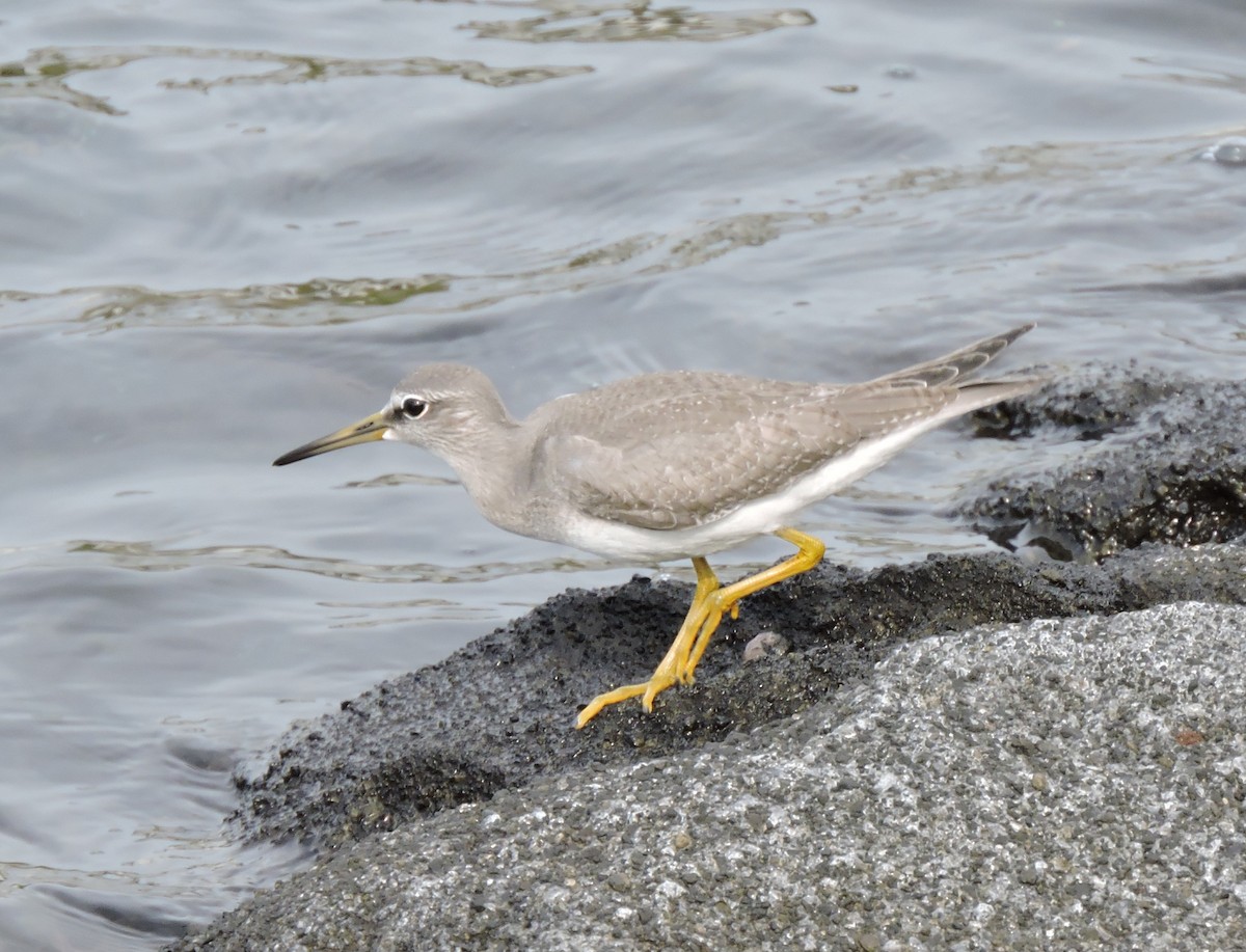 Gray-tailed Tattler - ML644307332