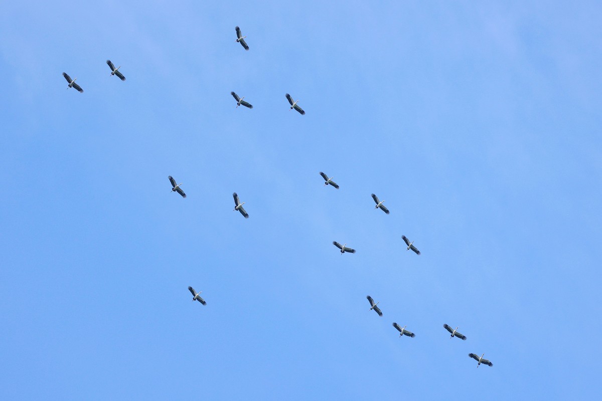 Bec-ouvert indien - ML644307346