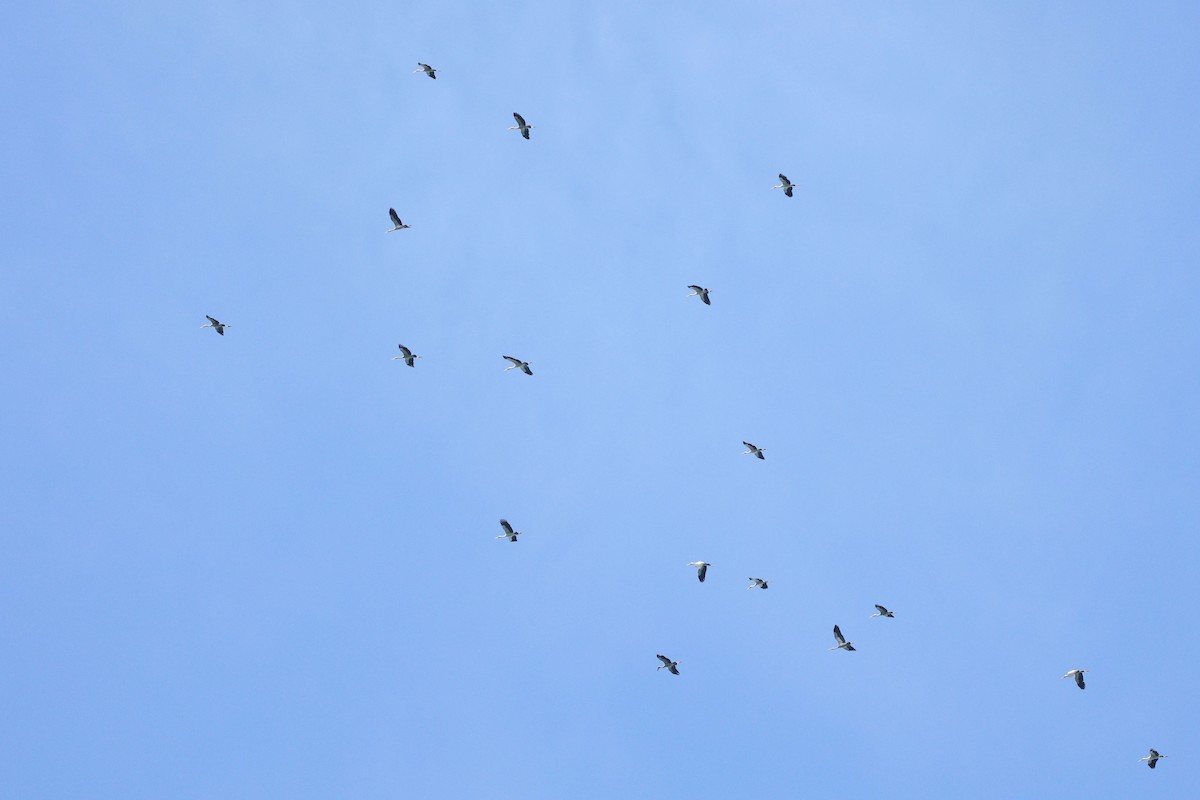 Bec-ouvert indien - ML644307347