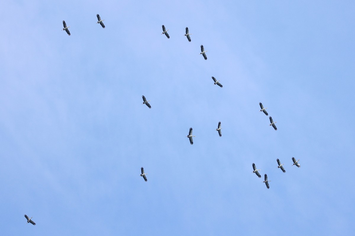 Bec-ouvert indien - ML644307348