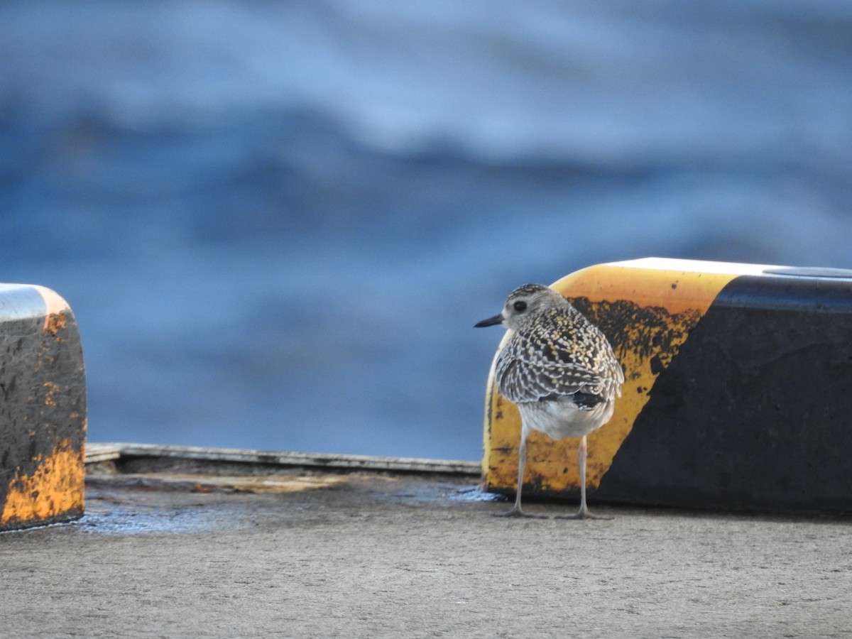 Piviere orientale - ML644307349