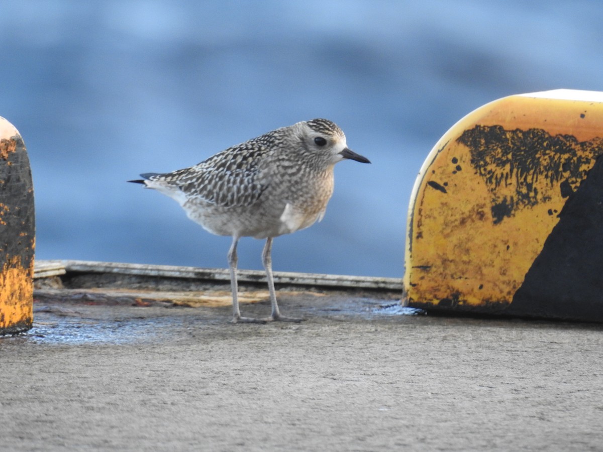 Piviere orientale - ML644307350