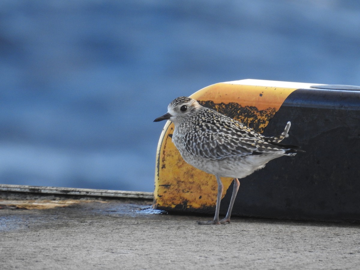 Piviere orientale - ML644307351