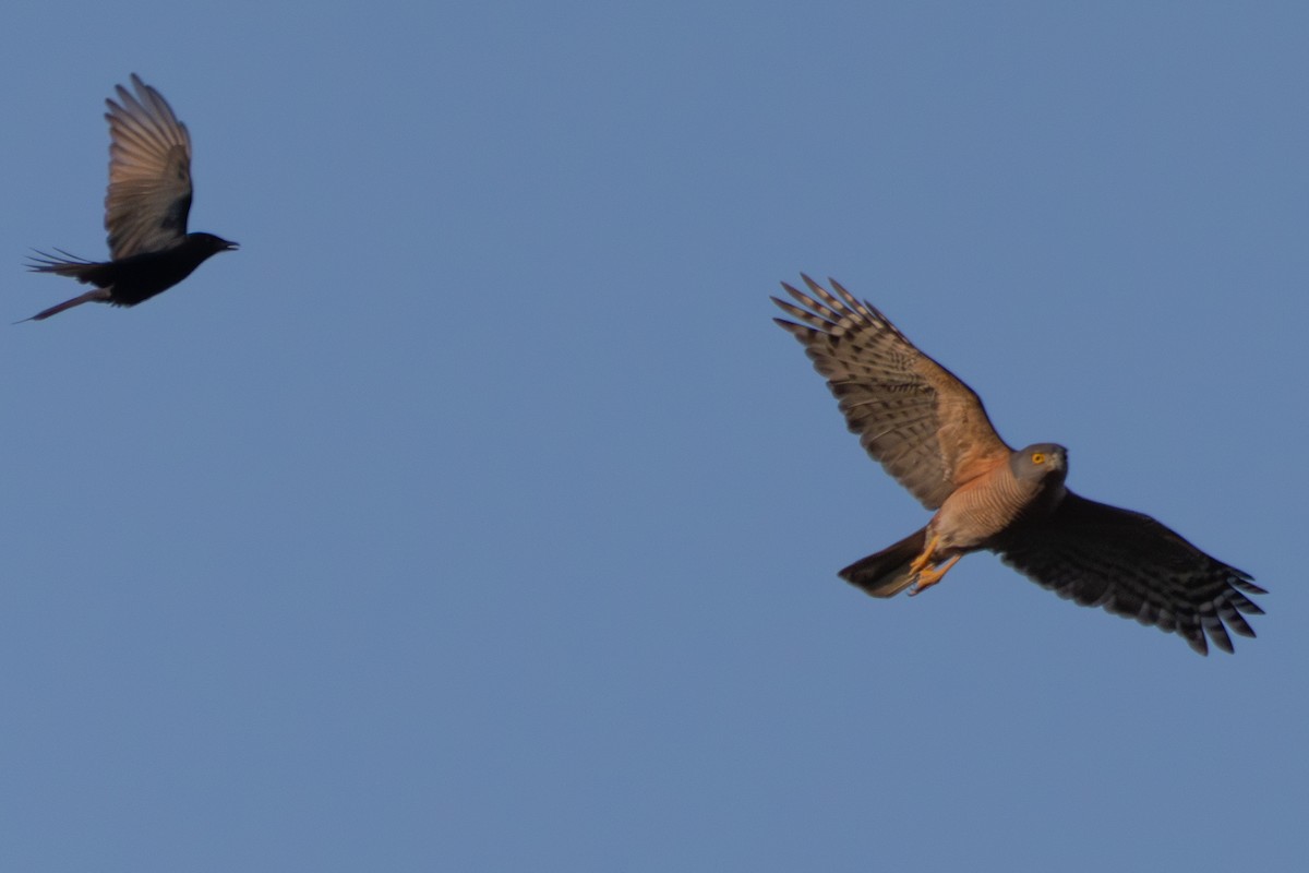 Afrikahabicht - ML644307357