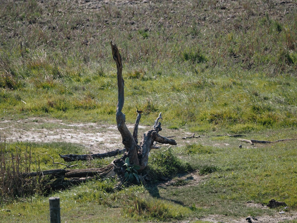 rødstrupe - ML644307380