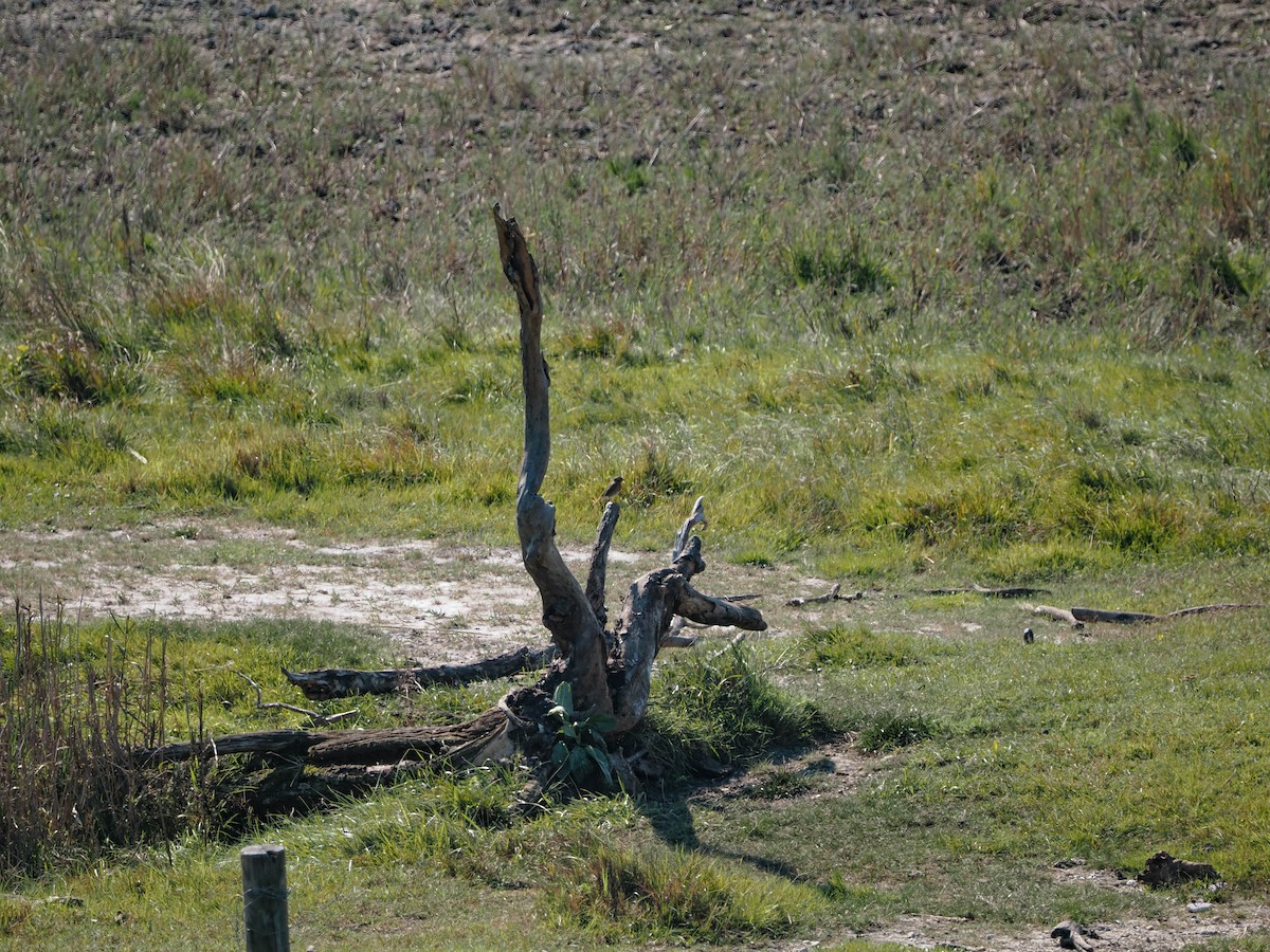 rødstrupe - ML644307381