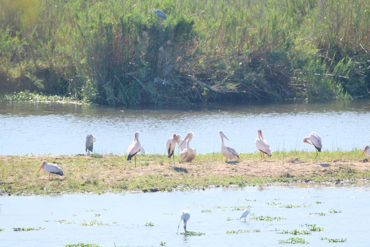 Pink-backed Pelican - ML644307383