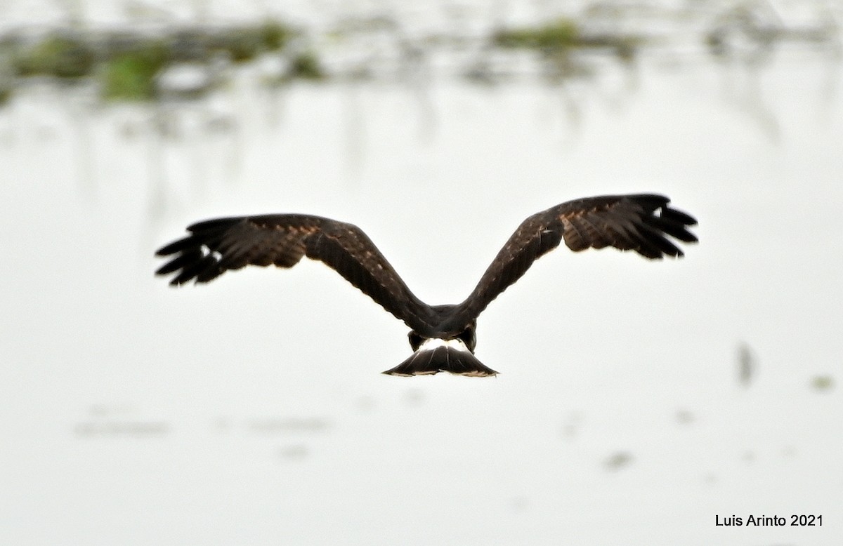 Snail Kite - ML644307388