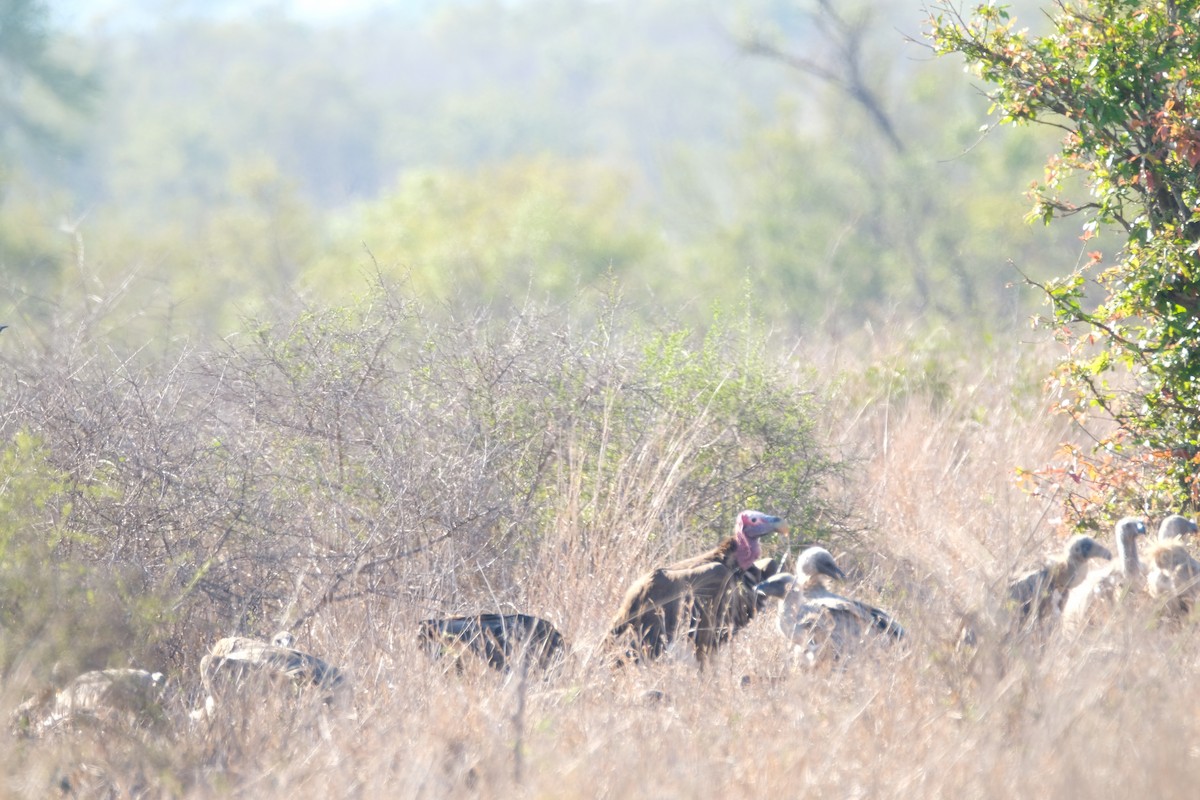 sup ušatý - ML644307390