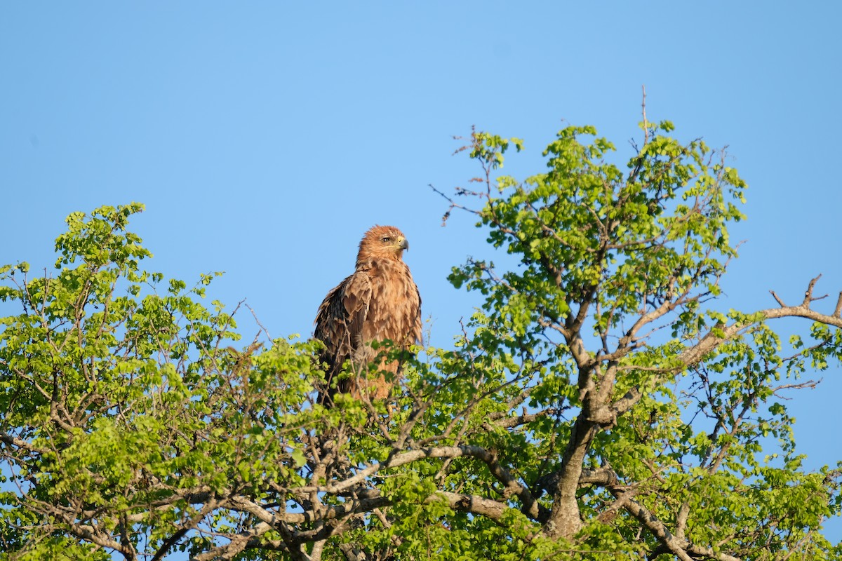 Savannenadler - ML644307399