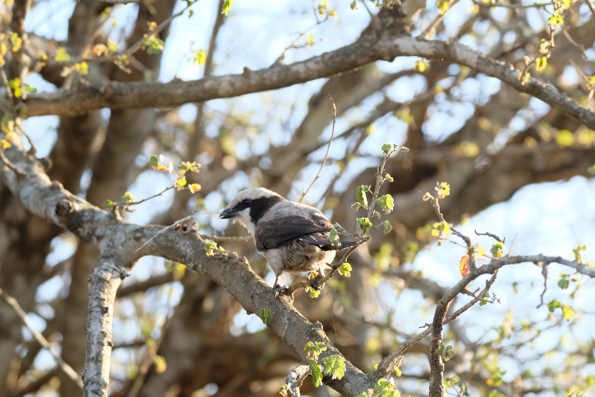White-crowned Shrike - ML644307402