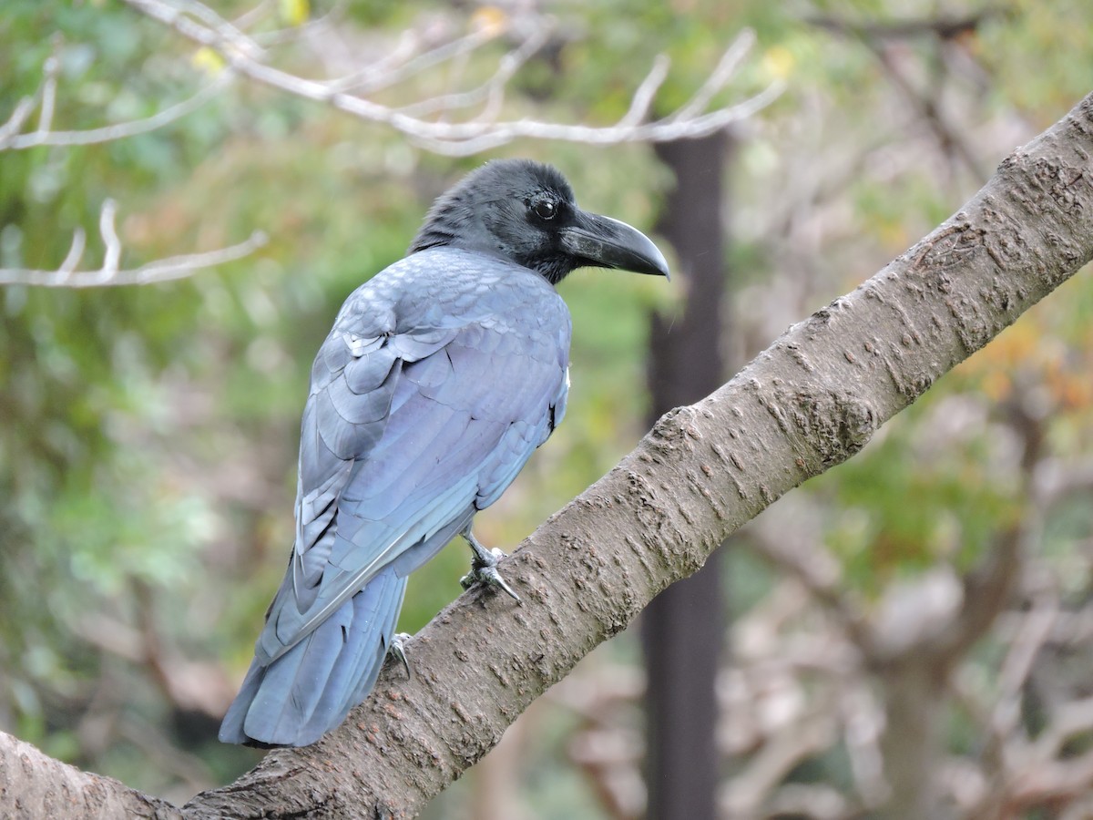 Большеклювая ворона - ML644307405