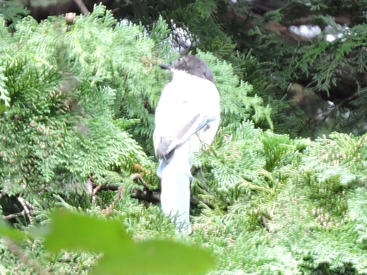 Mavi Saksağan - ML644307407